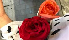 我的朋友玫瑰花