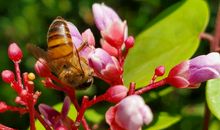 写蜜蜂勤劳的作文