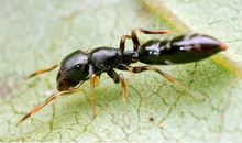 蚂蚁和蜘蛛的故事