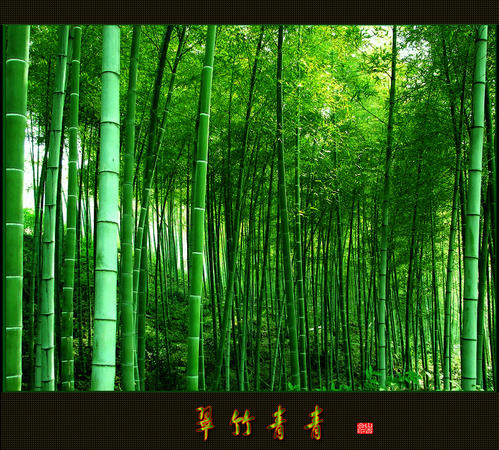 我喜欢竹子