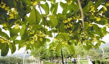 又到桂花盛开时