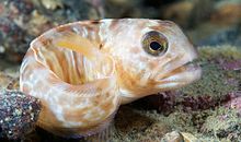 乌龟和鲤鱼的故事