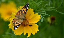 蜜蜂和蝴蝶童话