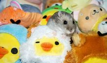 我的玩具小仓鼠