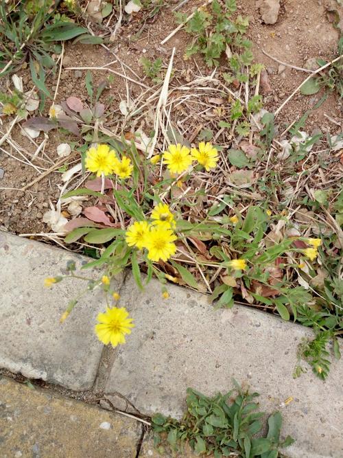 我是“苦菜花”