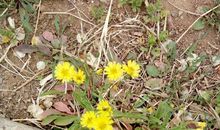 我是一棵“苦菜花”