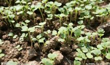 与小萌芽的相遇