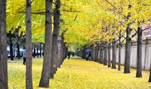 寻找金色的秋天