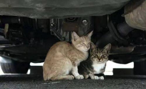 那只流浪猫