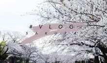 樱花树下的那个人