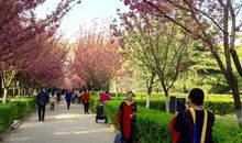 校园里的樱花树