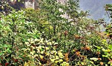 “人间仙境”张家界