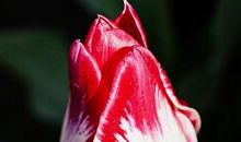 听，花开的声音