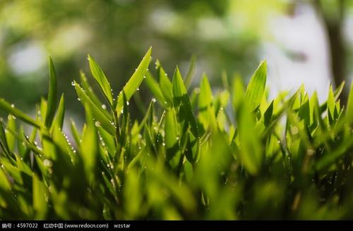谢谢小草