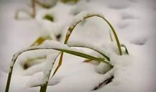 雨万物沉寂又绽放