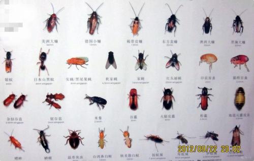 与苍蝇战斗