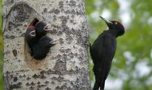 玫瑰花和啄木鸟的童话故事