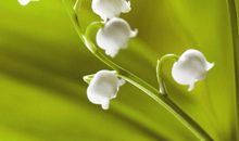 幸福就是与花草为伴