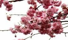 樱花触动了我的心灵