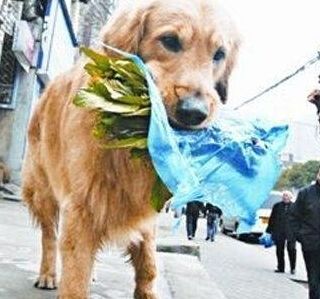 流浪狗日