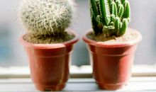 我喜欢的植物仙人掌