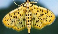 我最喜欢“飞蛾扑火”这个成语