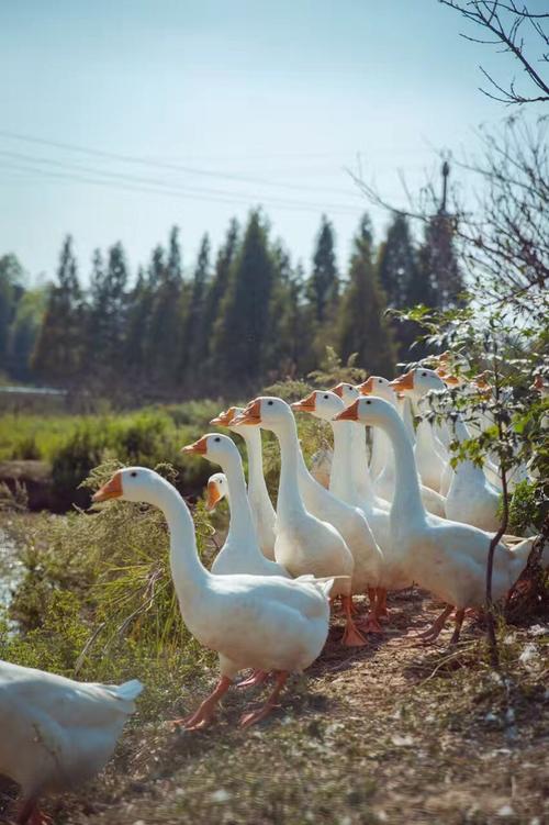 吕阳玉庄