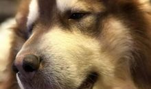 一直狗狗的自白