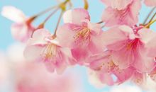 花开烂漫时，有我