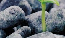 一株小草给我力量