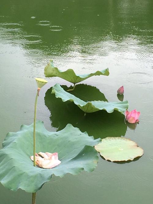 夏天去奶奶家