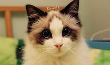 他们曾如此美丽