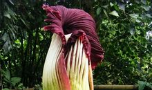 我了解的一种植物