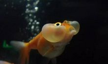 我喜爱的小金鱼