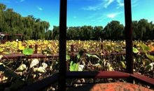 秋天的环城公园