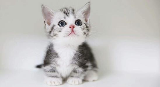 我是宠物猫