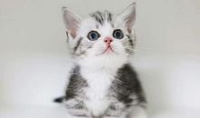 我是一只宠物猫