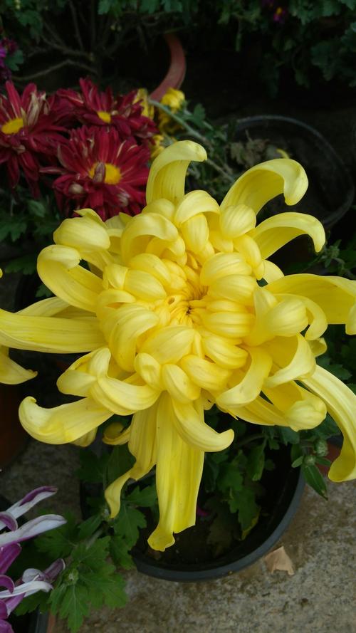 菊花