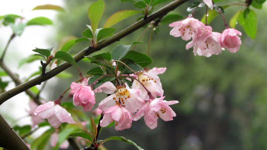 春风细雨
