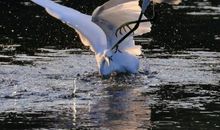 白鹭的2到5自然段改写成说明文