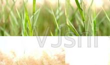 洒满阳光的回忆