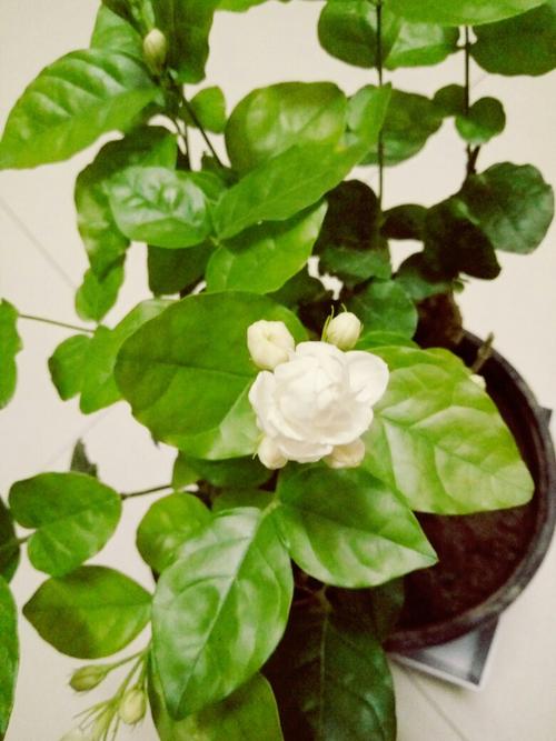 茉莉花观察日记