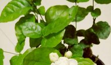 茉莉花观察日记