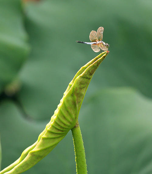 小莲花露出尖角