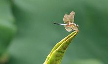 小荷才露尖尖角