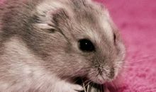 我喜爱的小仓鼠