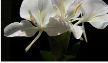 精神世界的花开