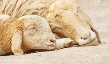 我的“绵羊”妈妈