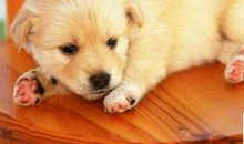 小花狗看门作文