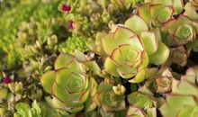 植物让生活更美好